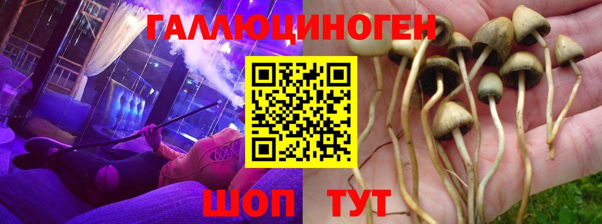 Псилоцибиновые грибы GOLDEN TEACHER  Вход с VPN  Балтийск  Псилоцибиновые грибы Magic Shrooms 